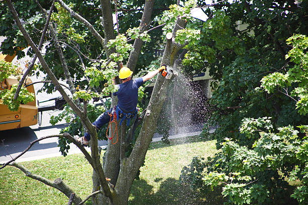 Best Emergency Tree Removal  in Belleview, FL